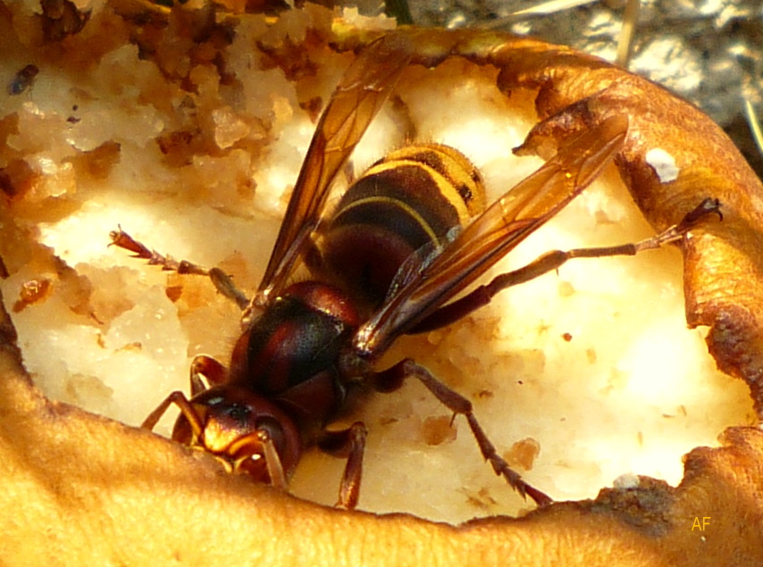 Breakfast wasp