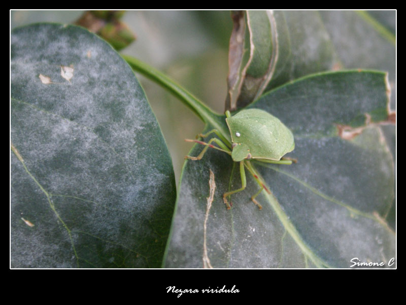 Nezara viridula (o Cimice Puzzolana)