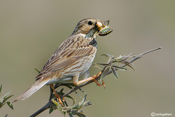 Strillozzo con preda
