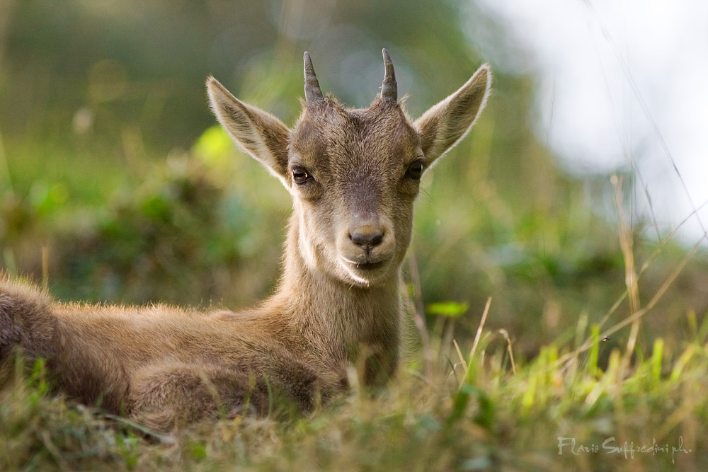 Stambecco (Capra ibex)