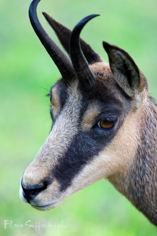 Camoscio (Rupicapra rupicapra)