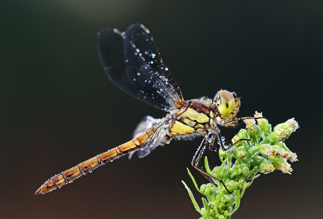 Libellula