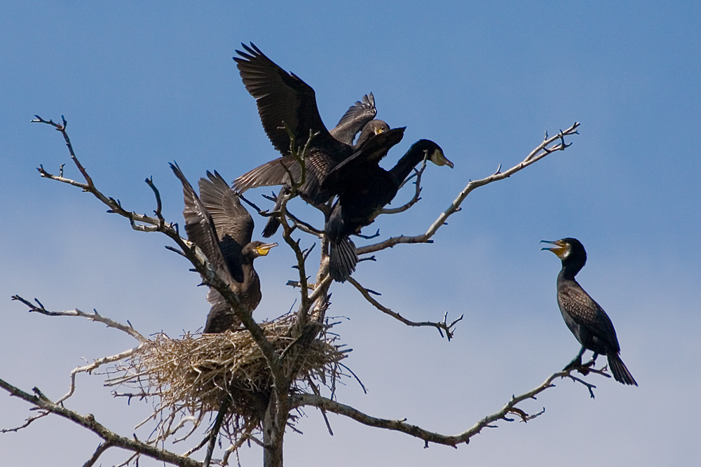 Ultime richieste di cibo
