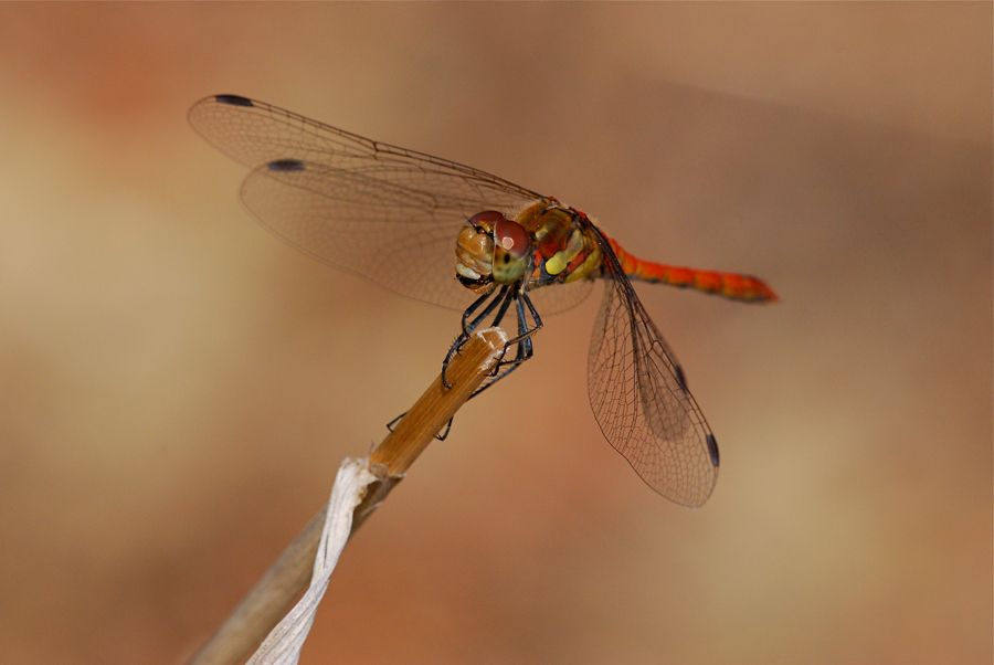 Sympetrum flaveolum