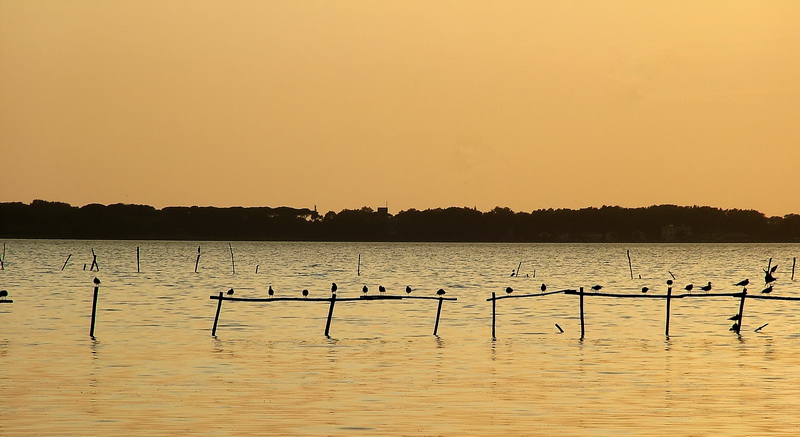 Lago Di Massaciuccoli