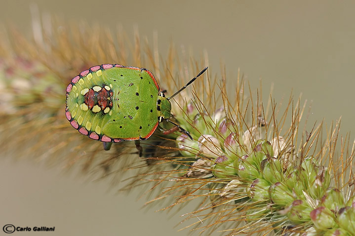 Neanide di nezara viridula