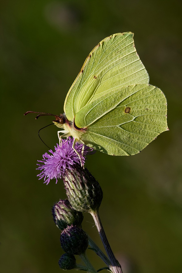 Gonepteryx rammni