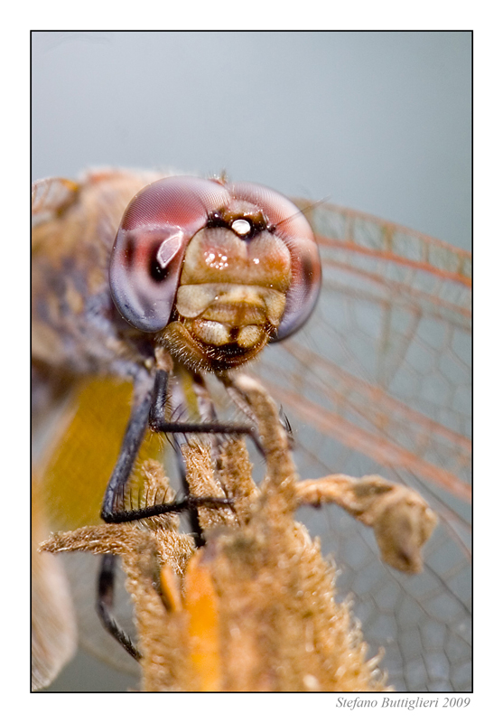Libellula