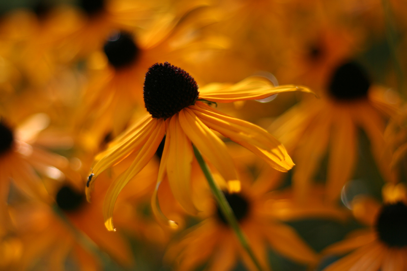 Bouquet in giardino 2
