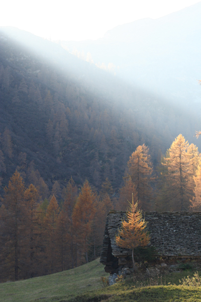 Luce tra i larici