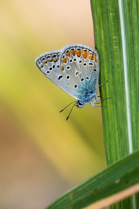 Polyommatus icarus