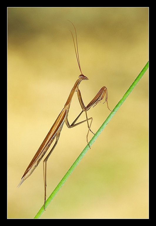 Mantis