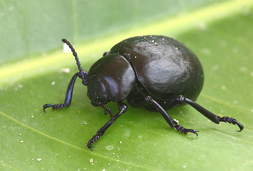 ...O Scarrafone...!!!