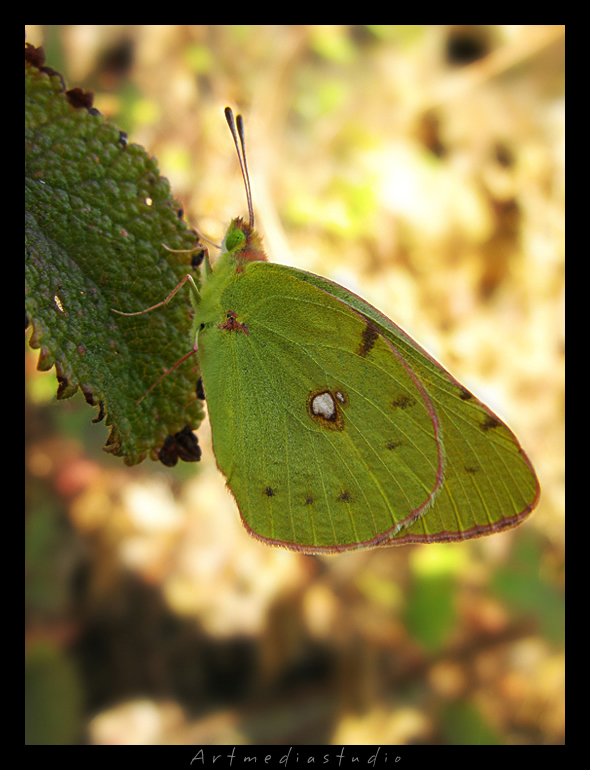 Farfalla - Monte Folgorito