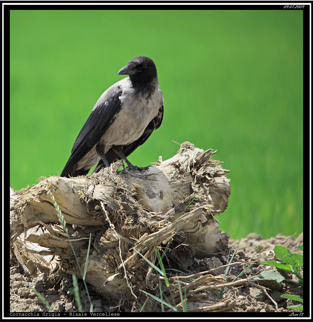 Cornacchia Grigia # 2
