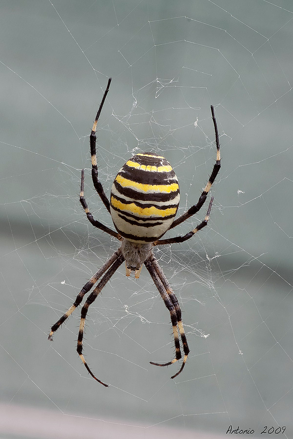 Argiope ( Ragno Vespa )