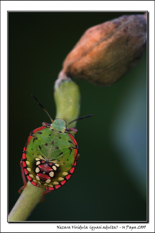 Nezara Viridula (quasi adulta)
