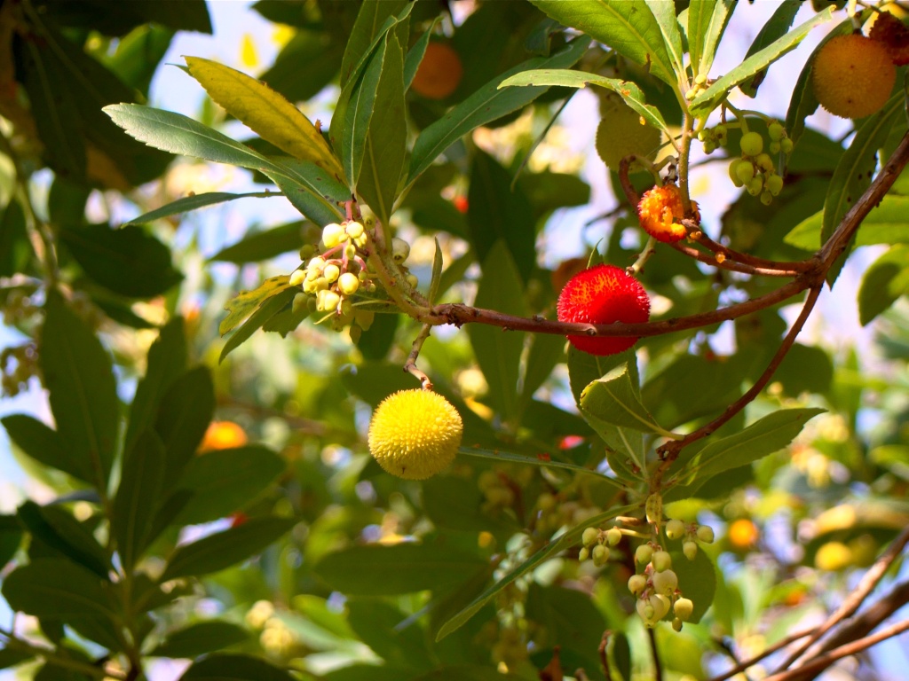 Albero di corbezzolo con frutti e fiori