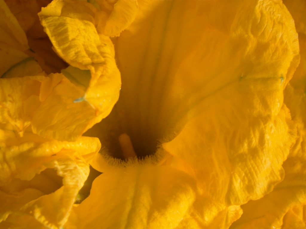 Fiori di zucchina