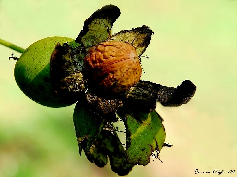 Il risveglio di una noce