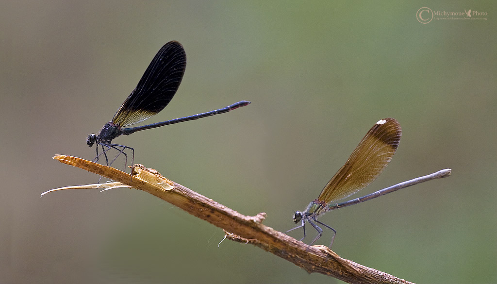 Calopterigidi in coppia