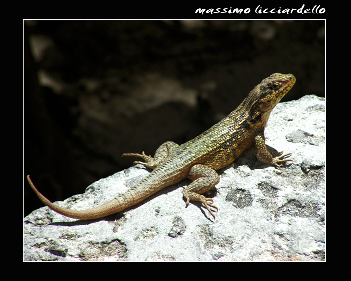 lucertola dalle (Bahamas)