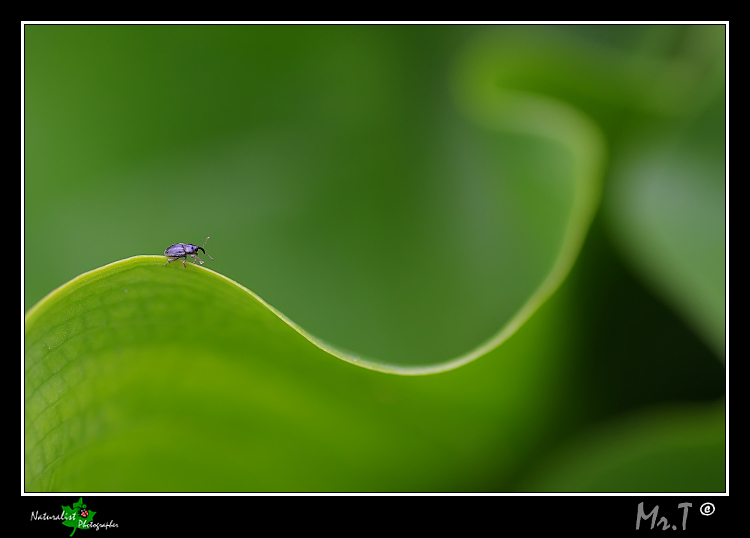 La tortuosa strada della vita