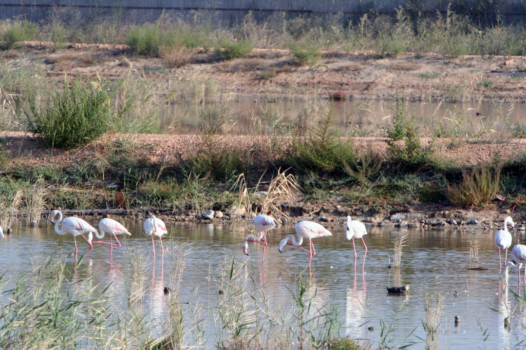Fenicotteri a Molentargius (Cagliari)
