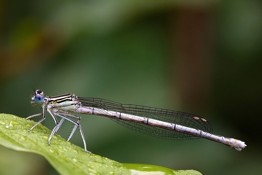Platycnemis pennipes