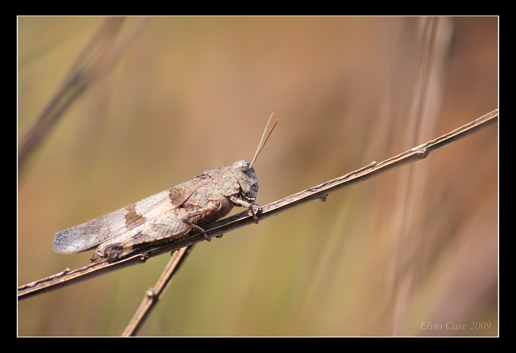 Cavalletta.....