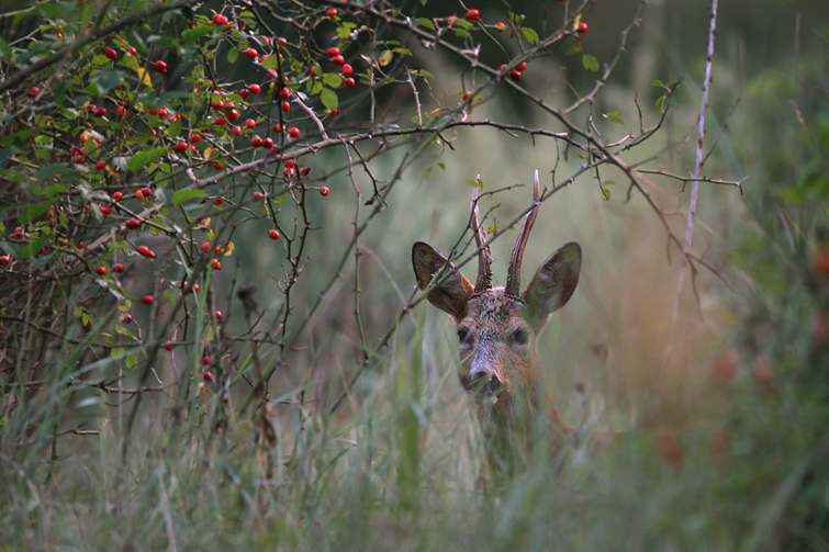 Capriolo Infrattato ^_^ (e racconto di "caccia")