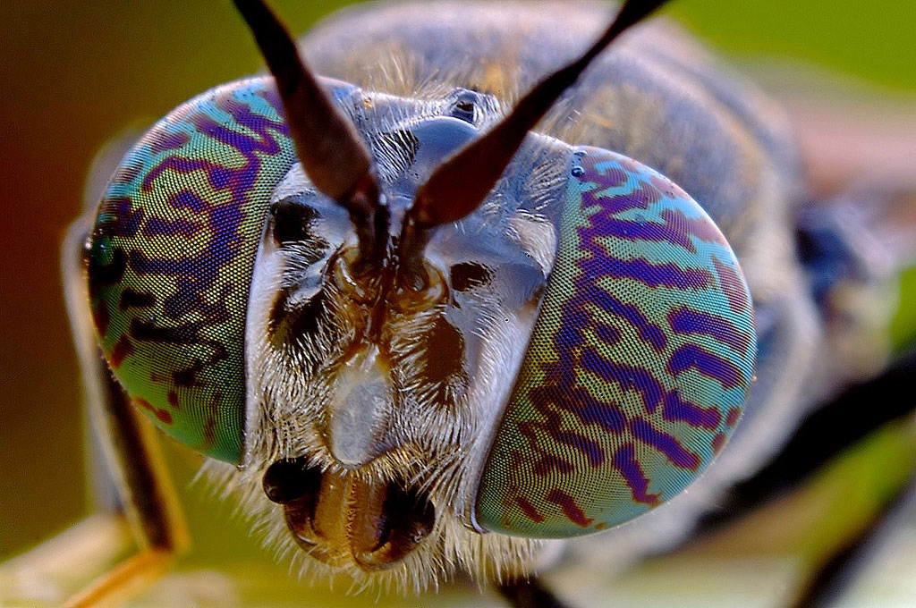 A me gli occhi dittero!