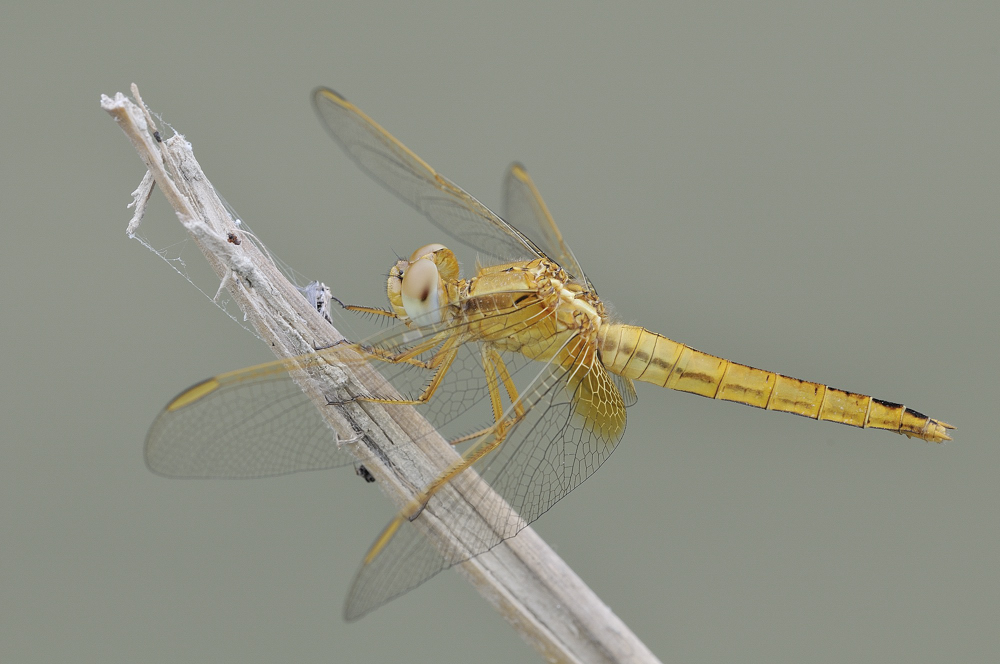 libellula