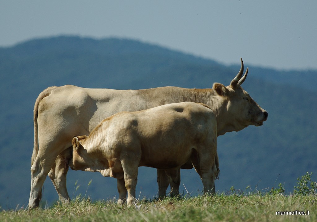 bovini al pascolo