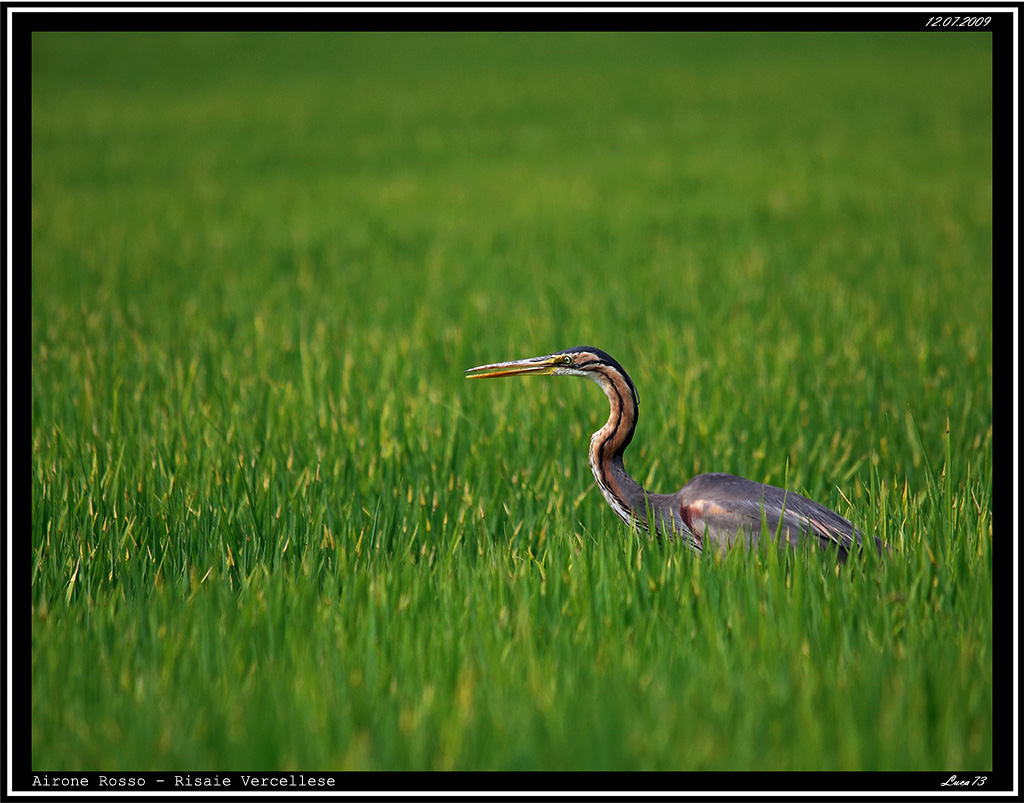 Airone Rosso # 1