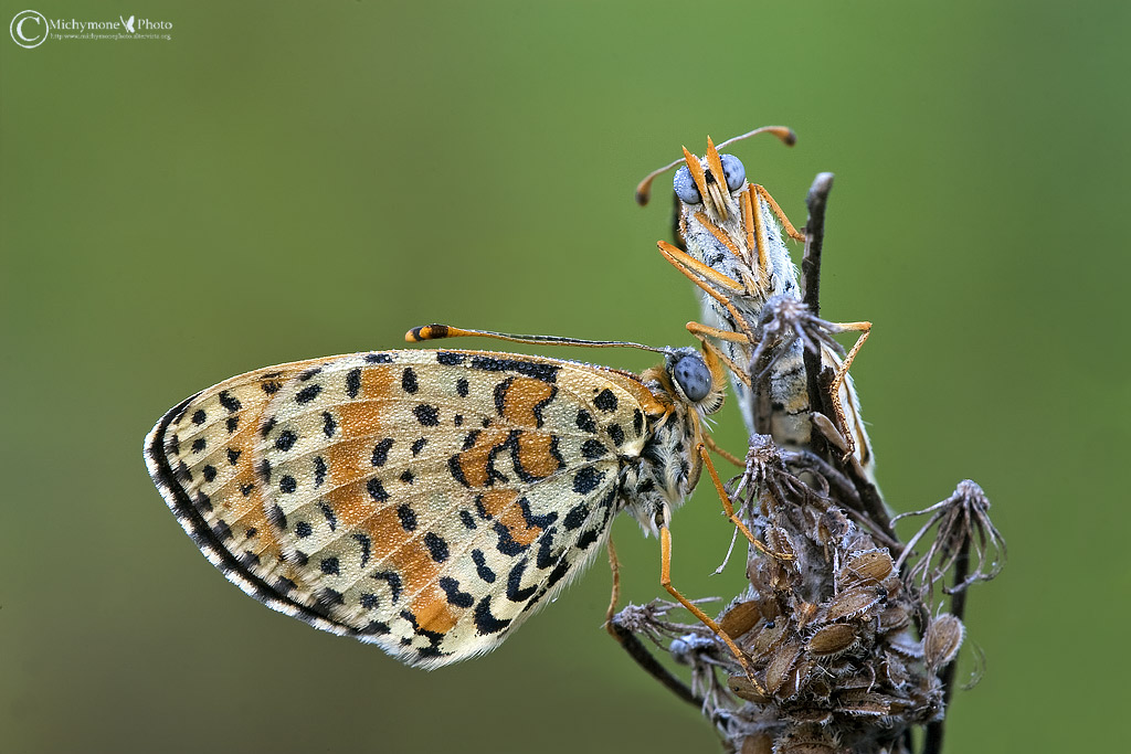 Melitaea didyma in coppia