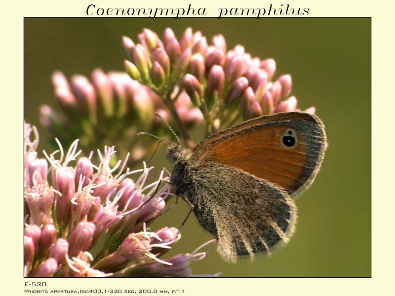 Coenonympha pamphilus