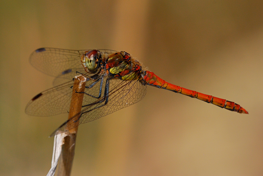 Sympetrum striolatum