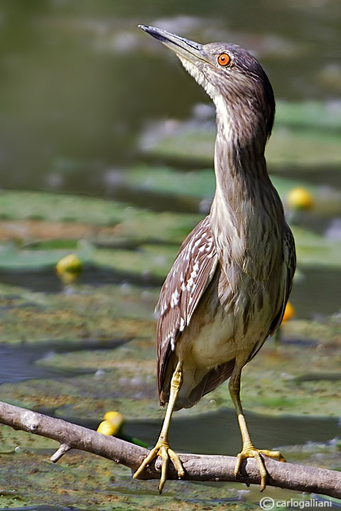 giovane di nitticora 2