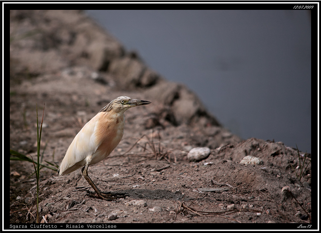 Sgarza Ciuffetto # 4