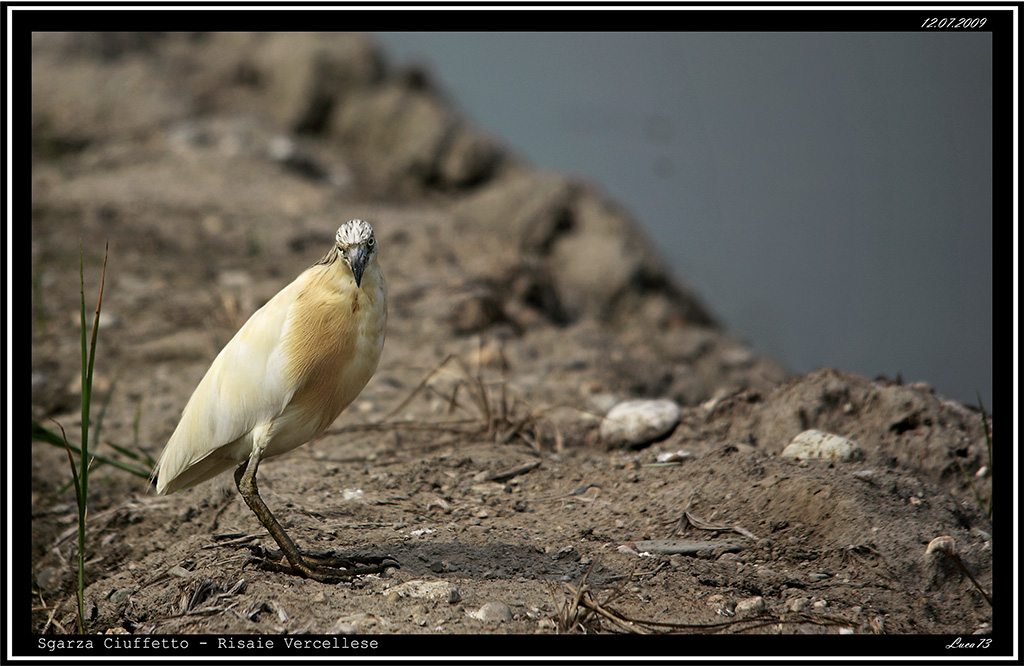 Sgarza Ciuffetto # 5 - Guarda che ti ho visto.....!!!