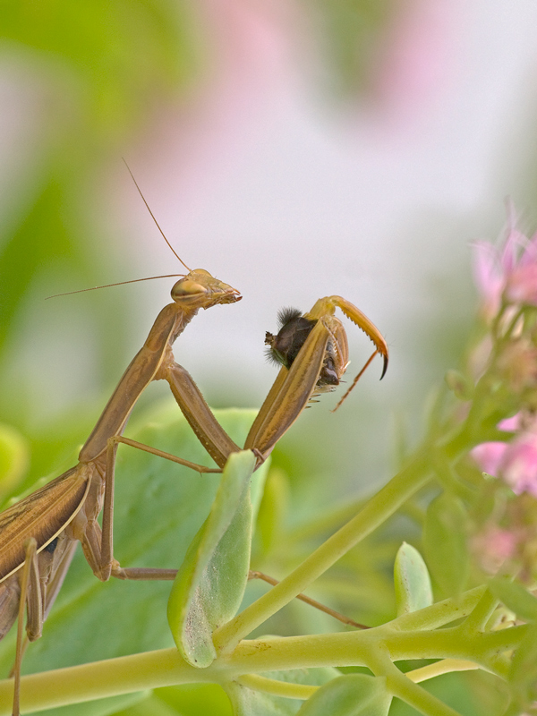 un bombo al giorno....
