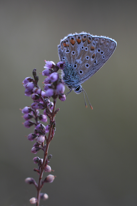 Autunno,Lycaenidae in ombra