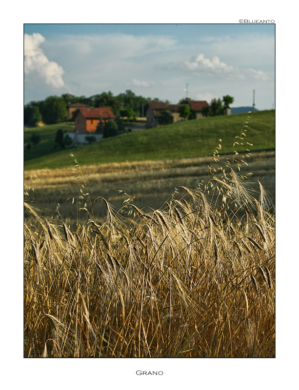 Grano
