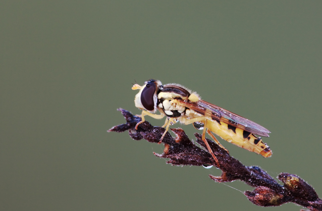 Cylindromya brassicaria