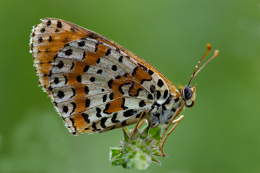 Melitaea didyma