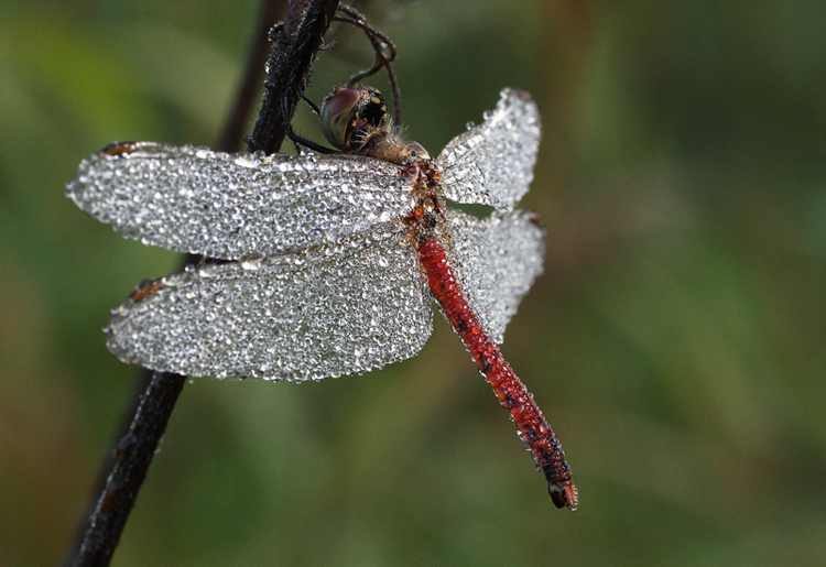 Libellula Rossa  Swarovski