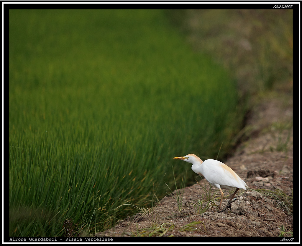 Airone Guardabuoi # 2