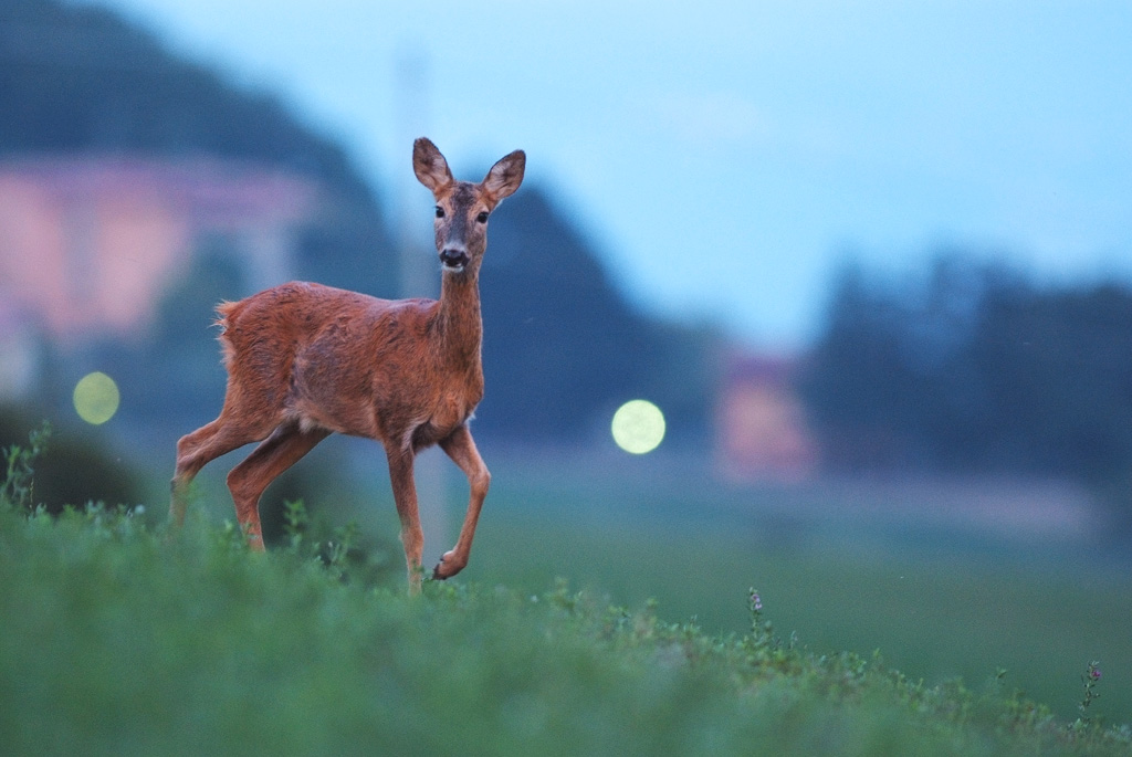 La sera dopo l'imbrunire..