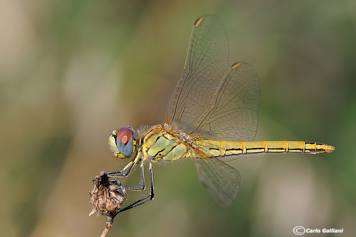 Sympetrum fonscolombi
